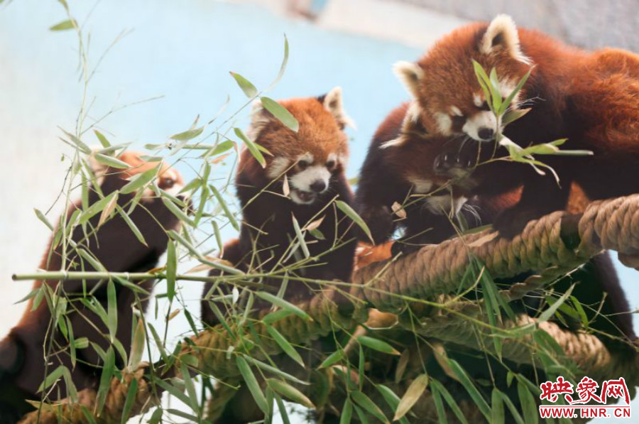 18只小熊貓正在進(jìn)食。