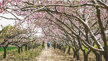 　郊外花海惹人醉。