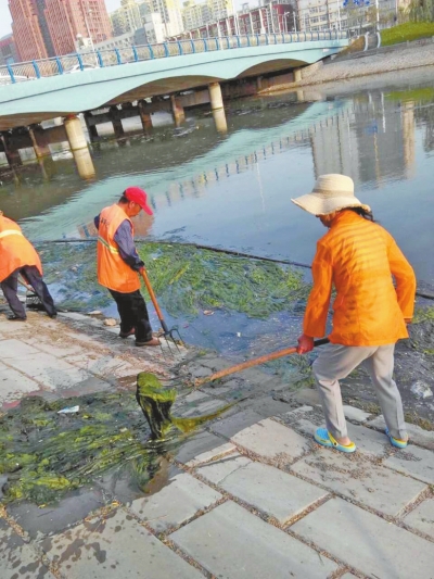 每天出動(dòng)六十人次進(jìn)行打撈，也難以遏制綠藻蔓延。