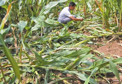 甕峪村一莊稼地，被野豬糟蹋的玉米。