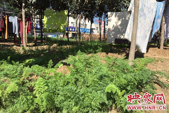 西四環(huán)中原路交叉口，大片生態(tài)廊道被毀，變成私家菜園。