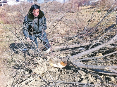 問周邊的人，都說白天沒見有人推樹，可能是夜里被鏟車推的