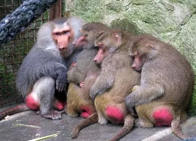 強(qiáng)冷空氣+雨 鄭州終于要下雪了！最低氣溫-6℃！