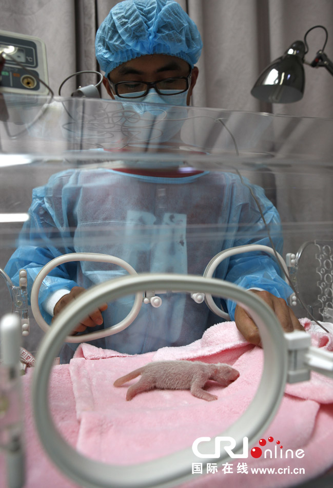 2013年7月11日，成都大熊貓繁育研究基地月亮產房，工作人員在照顧新生大熊貓寶寶。