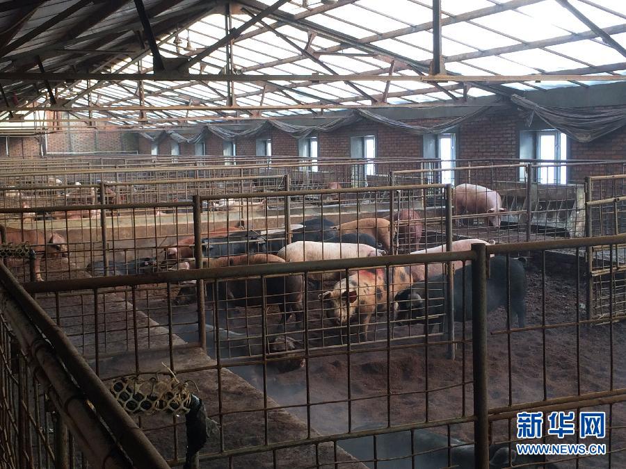 穗豐園里的豬舍（2013年12月8日攝）。新華社記者 程子龍 攝