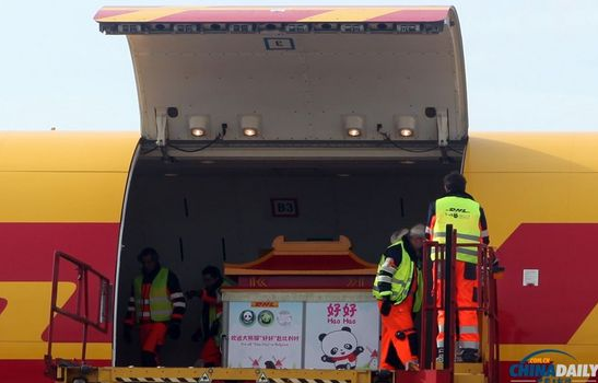 大熊貓“好好”抵達布魯薩爾國際機場。記者 付敬 攝