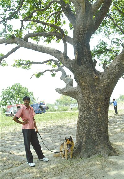 兩名少女在這棵樹上被吊死。