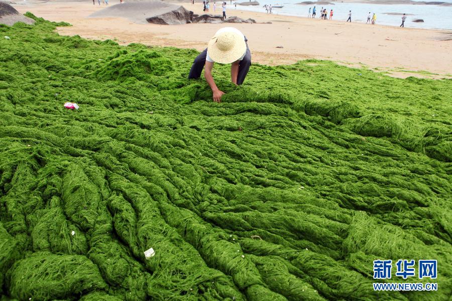 6月10日，山東日照市萬(wàn)平口景區(qū)管理部門組織工作人員在清理海灘上的滸苔。