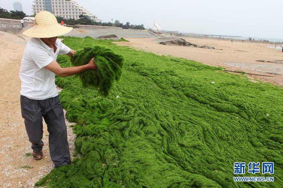6月10日，山東日照市萬(wàn)平口景區(qū)管理部門組織工作人員在清理海灘上的滸苔。