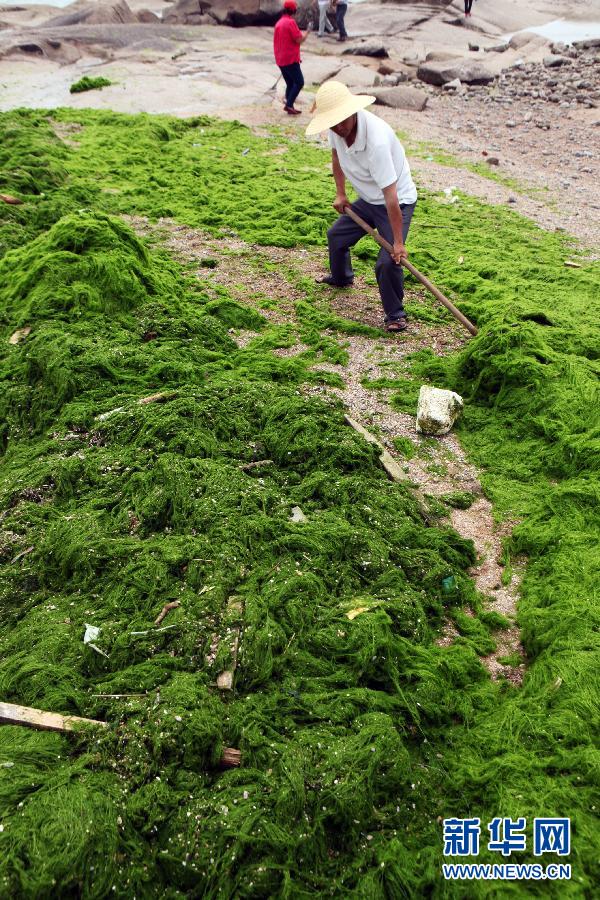 6月10日，山東日照市萬(wàn)平口景區(qū)管理部門組織工作人員在清理海灘上的滸苔。