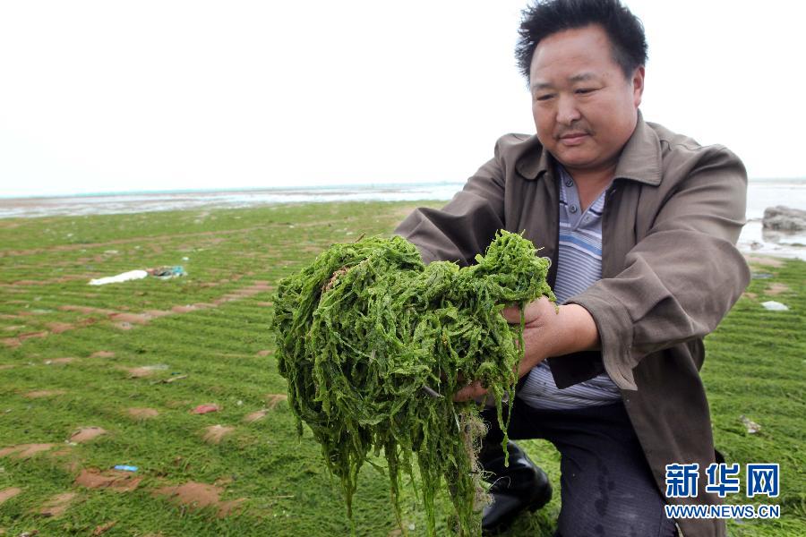 6月10日，在江蘇省連云港市贛榆縣海州灣旅游度假區(qū)，一名漁民在展示清理的滸苔。