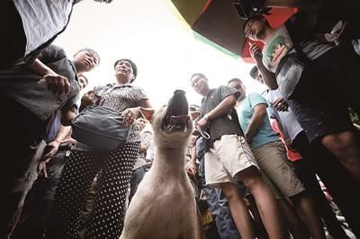 一只狗被動(dòng)保人士與狗販子圍在中間，等待兩方的討價(jià)還價(jià)后決定去向