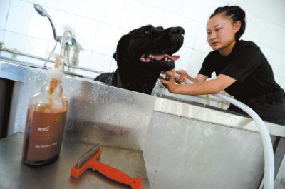 天熱時(shí),搜油犬會(huì)天天洗澡。