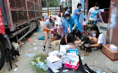 昨日下午,志愿者對攔截下來的狗逐一檢查,分類進(jìn)行管理。