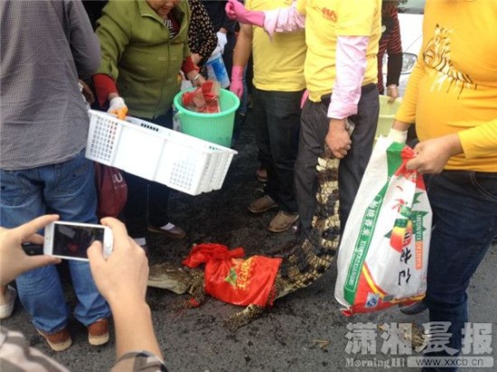 鱷魚被車主抓到。