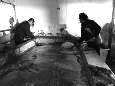 “黑作坊”的豆芽在臟亂不堪的水泥池中清洗。