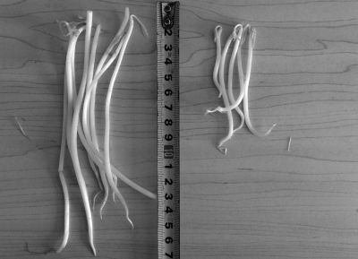 “黑作坊”制售的豆芽（左）和超市銷售的豆芽（右）長(zhǎng)度形成鮮明對(duì)比。