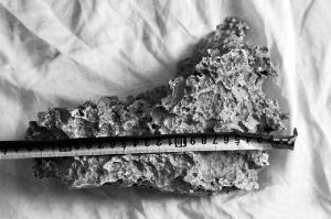 1月30日，新疆青河縣牧民別熱克·薩吾特意外撿到重7.85公斤左右的一塊狗頭黃金