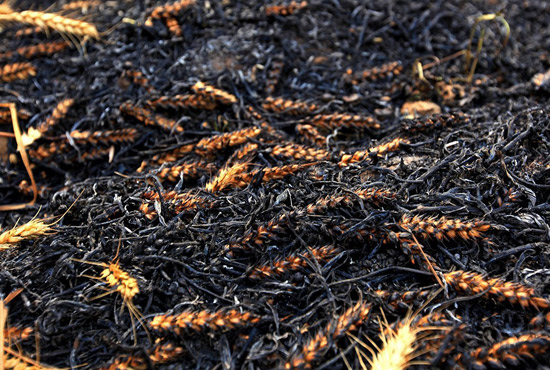 火被撲滅后的麥田。