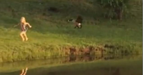 圖二：小女孩遭鵝襲擊向父親求救，但他不但沒有伸出援手，反而狂笑不止。