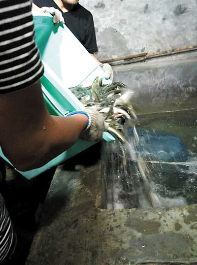 主人將撈上來(lái)的魚(yú)放進(jìn)魚(yú)池。