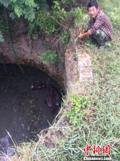 圖為大水牛掉進(jìn)13米深坑，民警消防灌水施救。