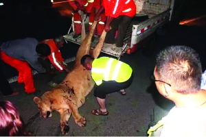 這頭母獅體態(tài)彪悍，重達400斤左右 網(wǎng)絡(luò)圖片　