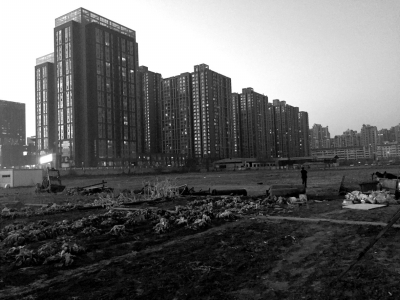 荒地上除堆放一些雜物外，還被附近居民種上了一片大白菜。