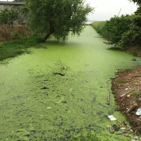 水污染現(xiàn)場，2015年7月 洞庭湖腹地湖南省安鄉(xiāng)縣安豐鄉(xiāng)出口洲社區(qū)房前屋后水網(wǎng)密布，但水污染嚴(yán)重水體發(fā)臭 新華社記者周楠攝