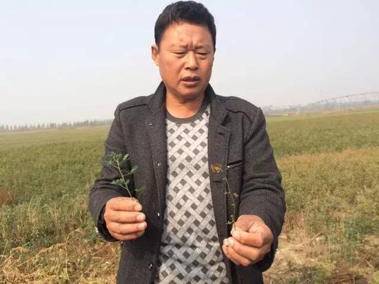 2015年10月20日，河北威縣趙村鄉(xiāng)前寺莊村村民告訴記者，由于地下水下降，缺水，苜蓿長不高，并且會干枯。 新華社記者郭雅茹 攝