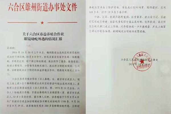 交匯點(diǎn)10月10日消息， 10日晚上，一則消息在南京人的朋友圈和微信群里瘋傳，網(wǎng)傳消息稱(chēng)：六合雄州街道山北村一個(gè)農(nóng)莊私自養(yǎng)眼鏡蛇，幾天前突然跑出來(lái)了，估計(jì)二三百條。交匯點(diǎn)記者向六合區(qū)委宣傳部相關(guān)人士求證，證實(shí)了此事確實(shí)發(fā)生。