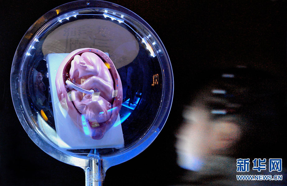 一名小學(xué)生在鄭州科技館內(nèi)參觀介紹遺傳、生育等知識的“奇幻生命之旅”展覽（2007年2月18日攝）。