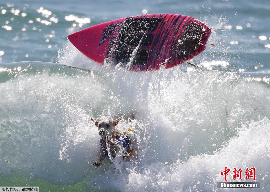 美國(guó)狗狗沖浪大賽 汪星人乘風(fēng)破浪帥氣十足