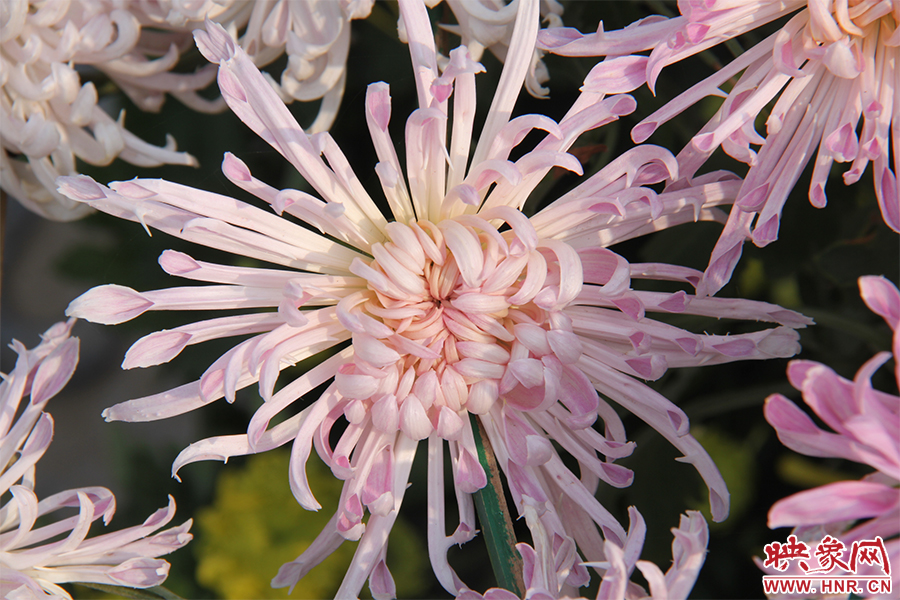 菊花綻放美麗。