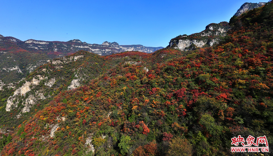 紅色，黃色，綠色的樹葉相互映襯