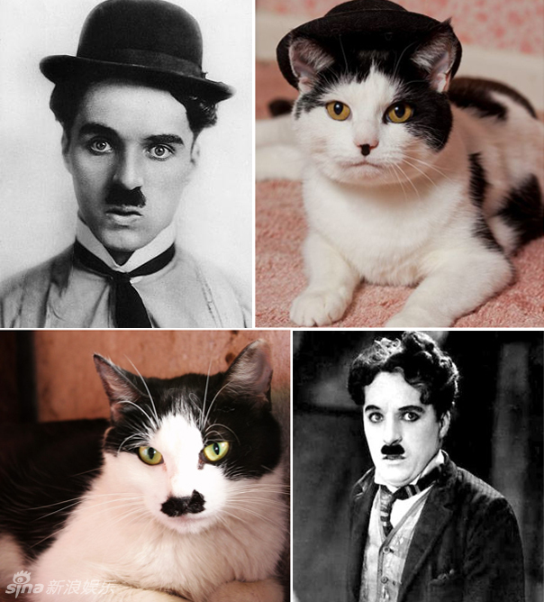 不小心就撞臉了！盤點(diǎn)動(dòng)物界的明星相