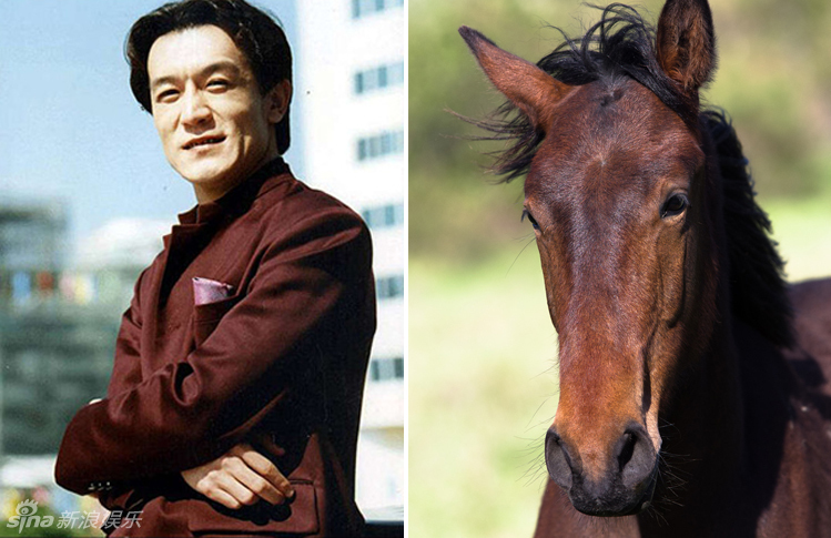 不小心就撞臉了！盤點(diǎn)動(dòng)物界的明星相