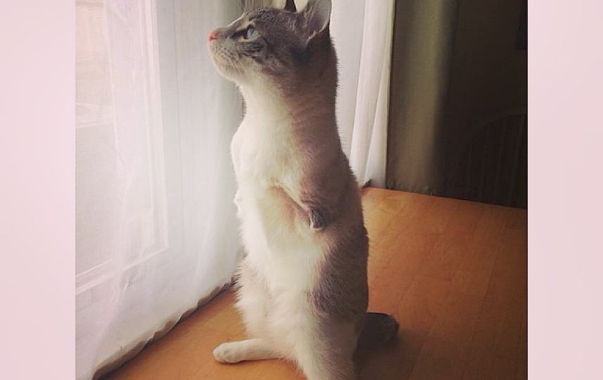 美國殘疾“貓堅強(qiáng)”頑強(qiáng)生活