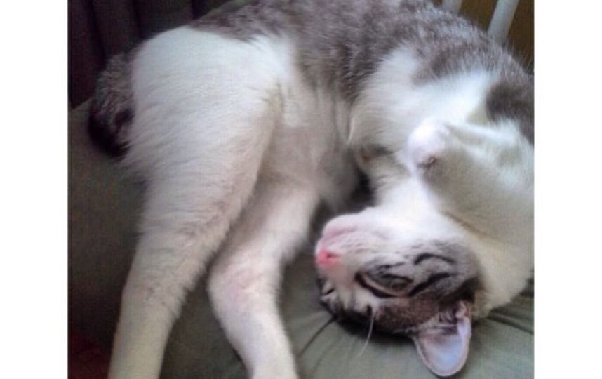 美國殘疾“貓堅強(qiáng)”頑強(qiáng)生活