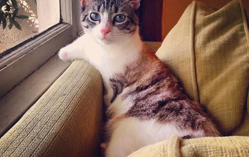 美國殘疾“貓堅強(qiáng)”頑強(qiáng)生活