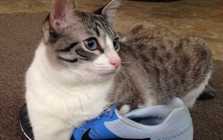 美國殘疾“貓堅強(qiáng)”頑強(qiáng)生活