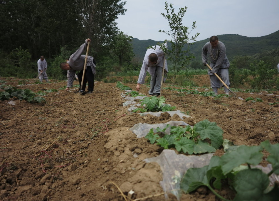 少林寺耕種的120多畝小麥熟了，武僧們走進田間，收獲黃燦燦的果實。