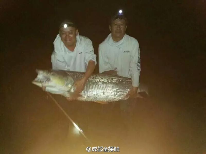 　圖為大魚需要兩個(gè)人抱起。