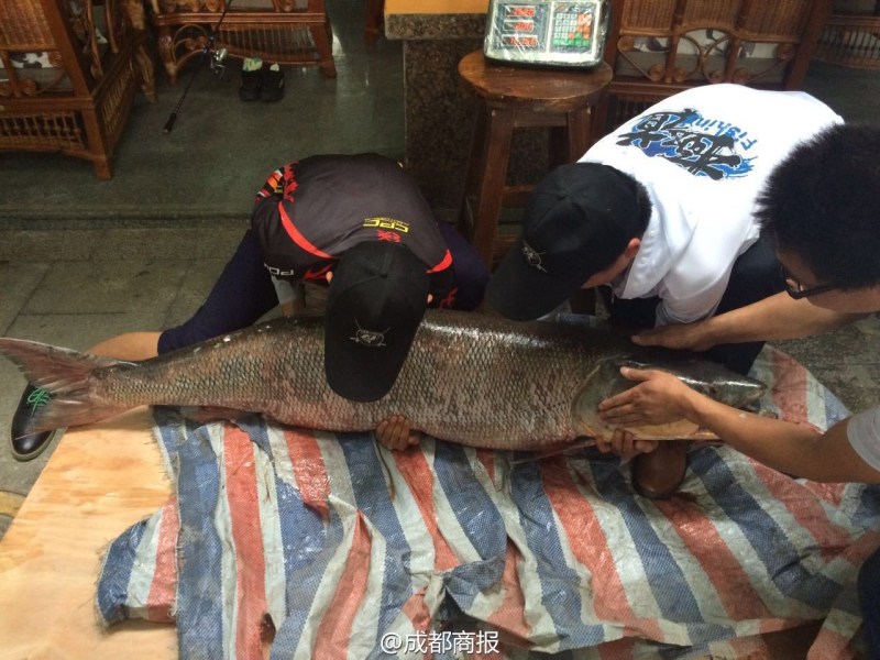 圖為父子倆翻動大魚。