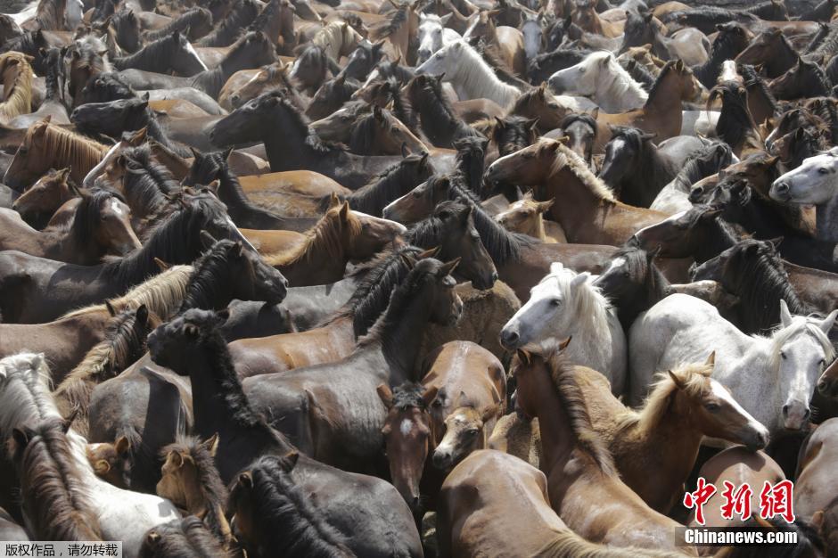 西班牙傳統(tǒng)野馬節(jié)火熱開賽 場(chǎng)面壯觀