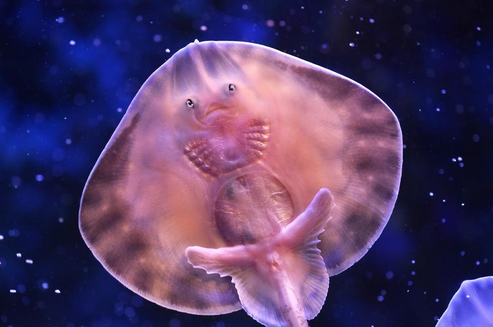 它頭上長(zhǎng)得像眼睛的東西其實(shí)是它腹部的腮。