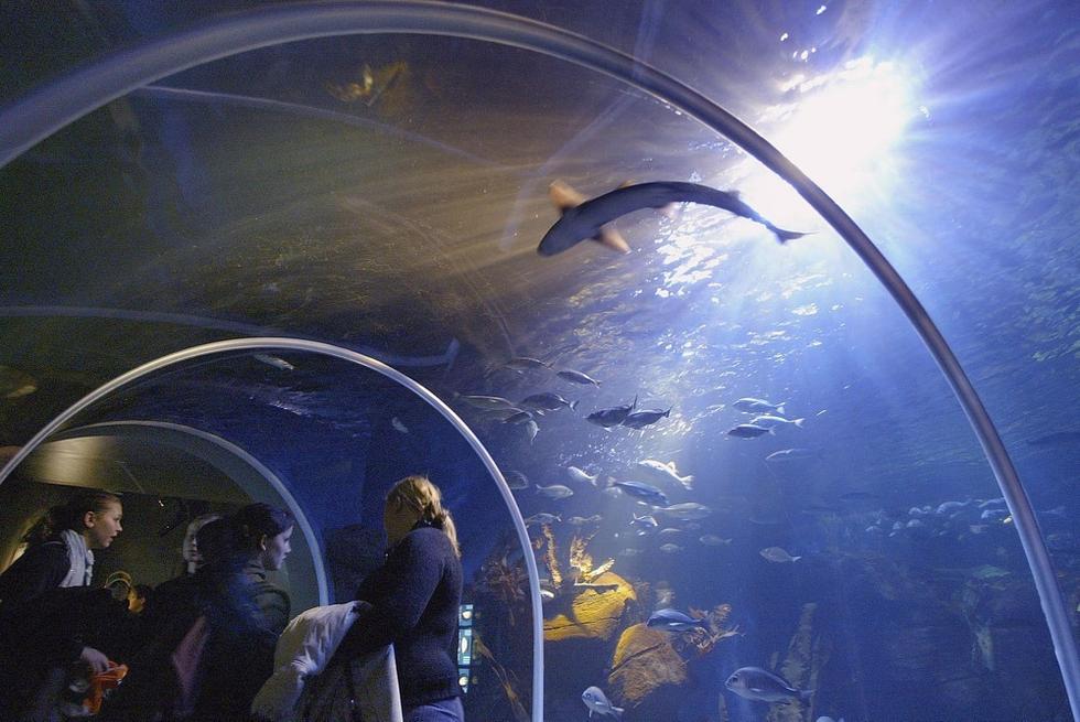 游人們穿梭在海底隧道。