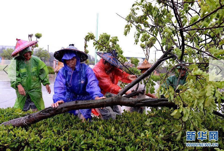  8月8日，工人在福建省石獅市公路邊清理被大風(fēng)吹倒的樹木。
