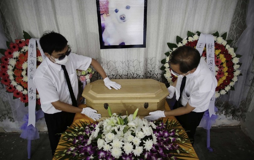 工作人員將寵物狗的靈柩放在靈堂上。