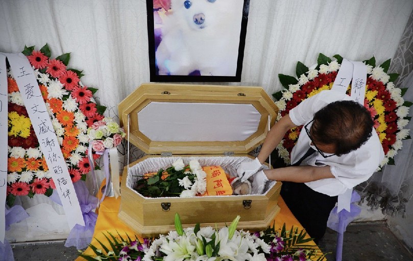 一名工作人員給狗狗整理儀容。